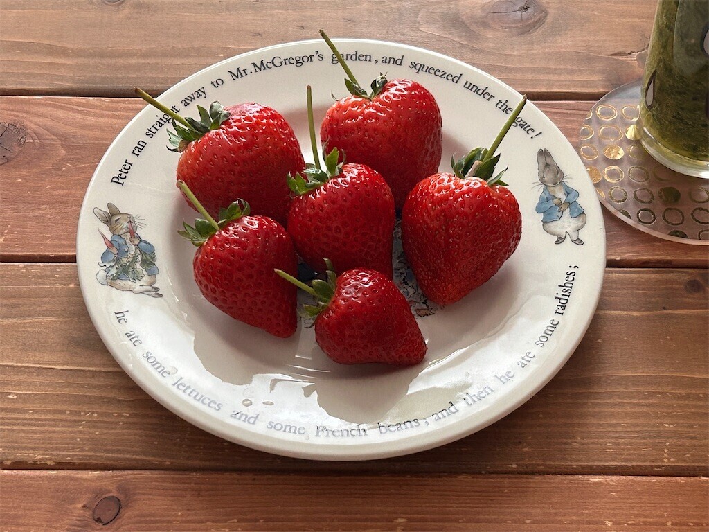 f:id:Magnoliarida:20240130083436j:image f:id:Magnoliarida:20240130083436j:image