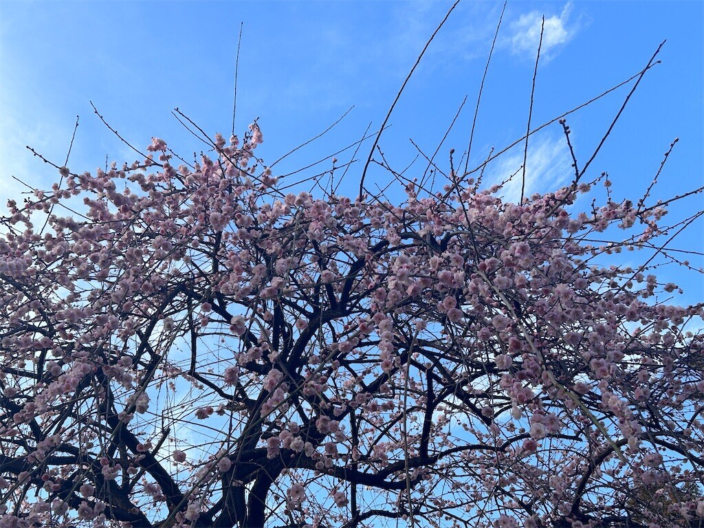 f:id:Magnoliarida:20240204083014j:image