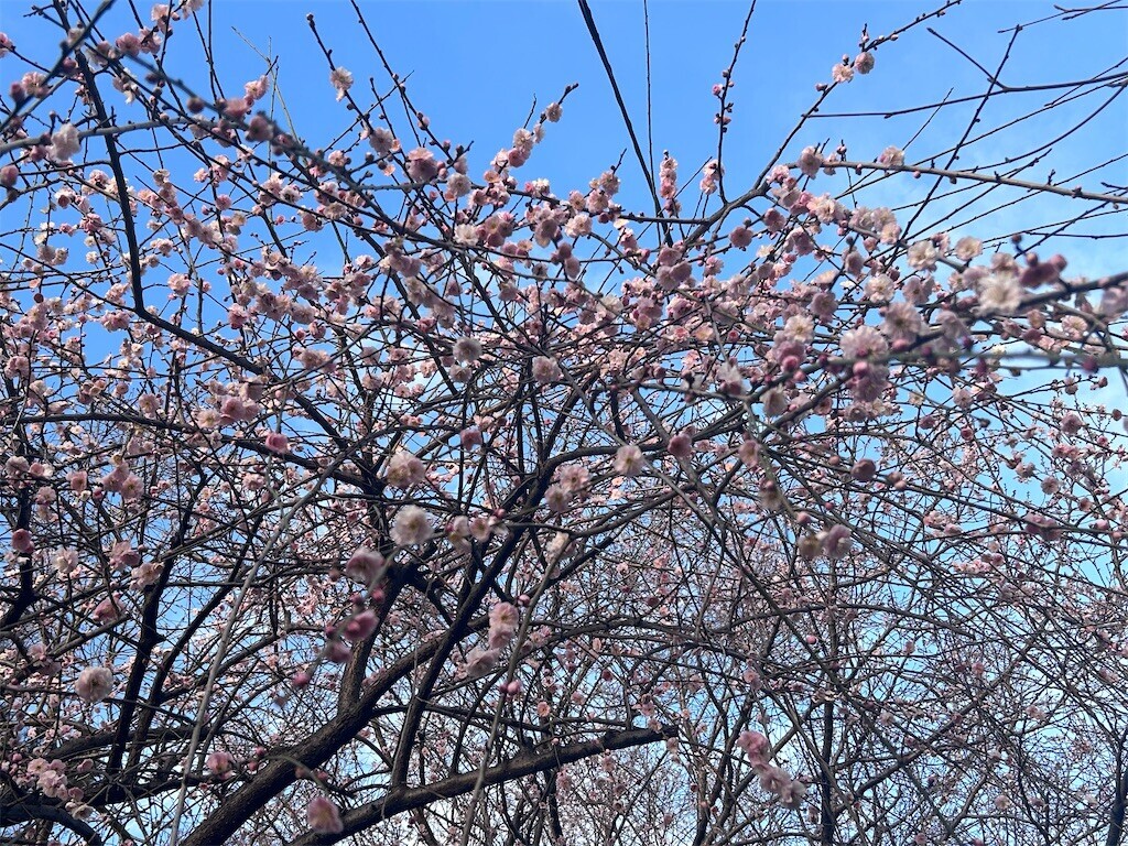 f:id:Magnoliarida:20240204083026j:image