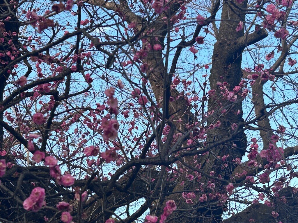 f:id:Magnoliarida:20240204083030j:image