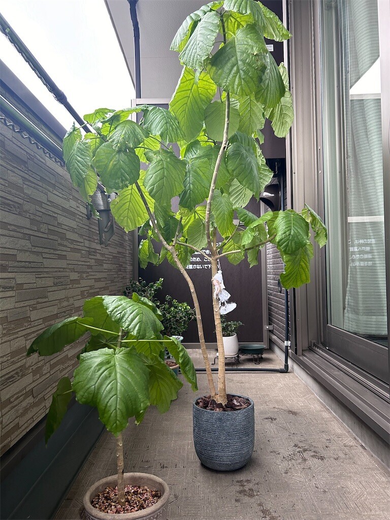 f:id:Magnoliarida:20240204092955j:image