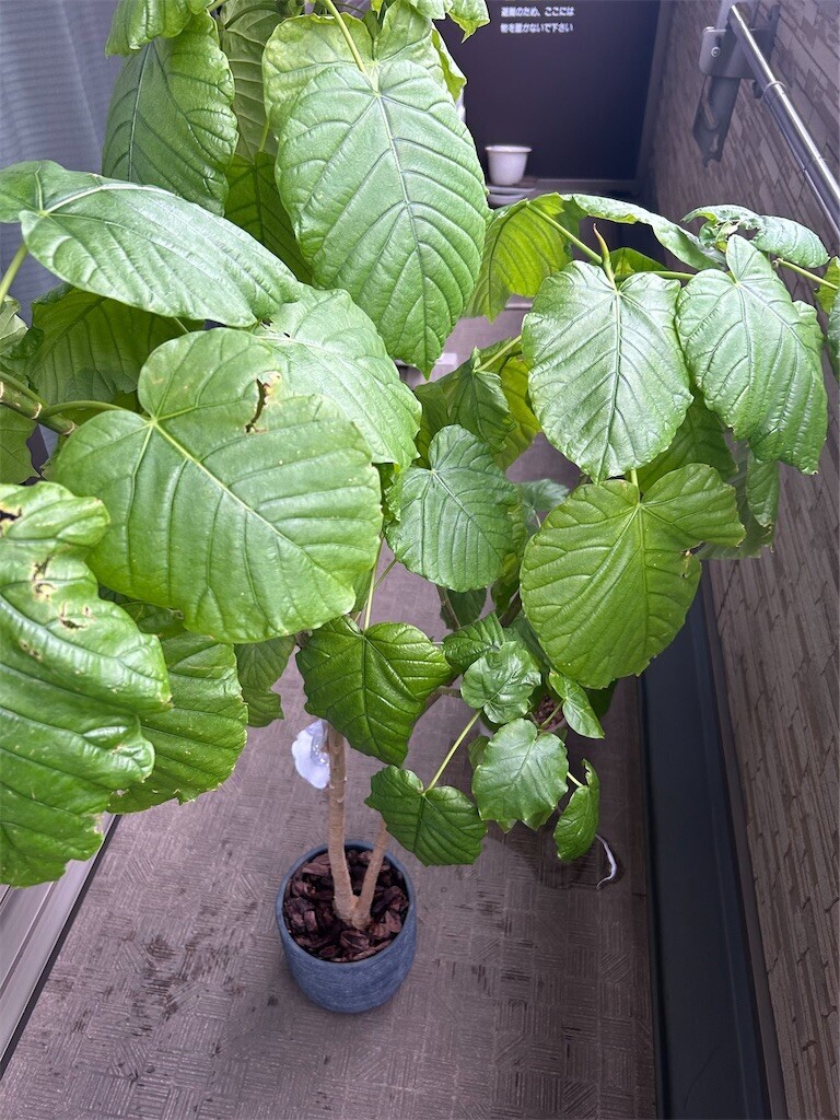 f:id:Magnoliarida:20240204092958j:image