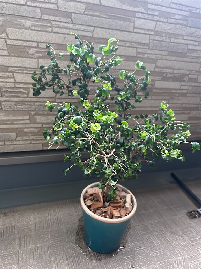 f:id:Magnoliarida:20240204093003j:image