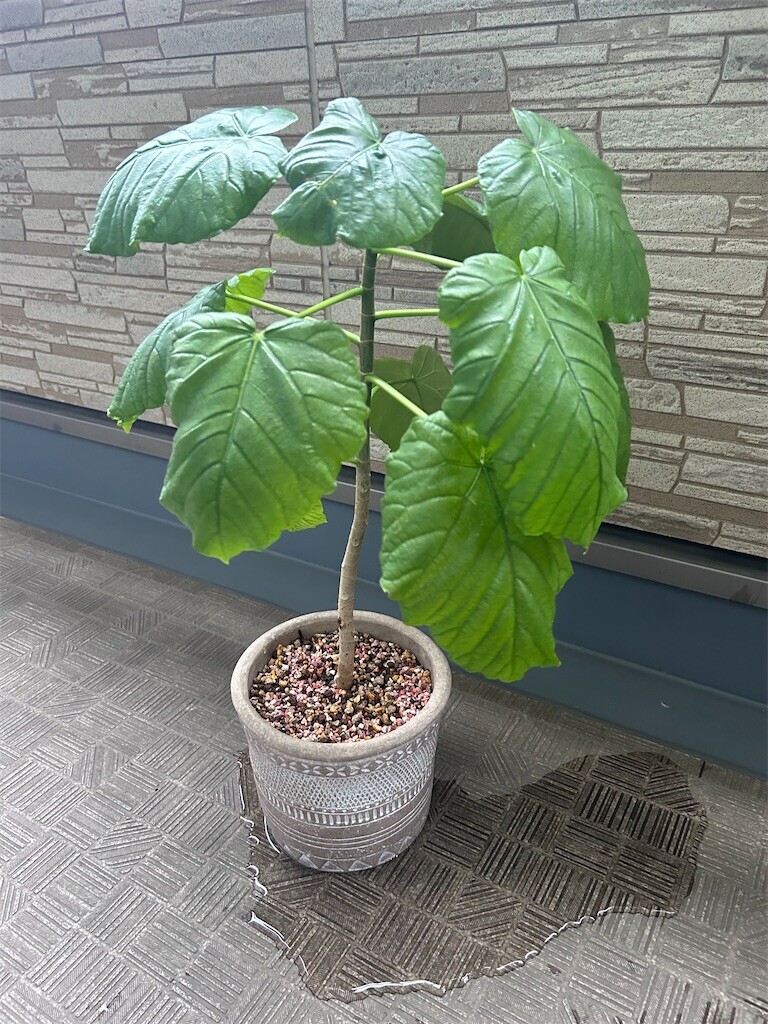 f:id:Magnoliarida:20240204093007j:image