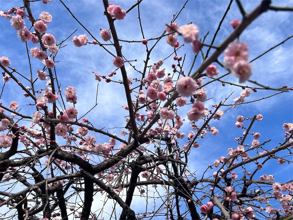 f:id:Magnoliarida:20240209082824j:image