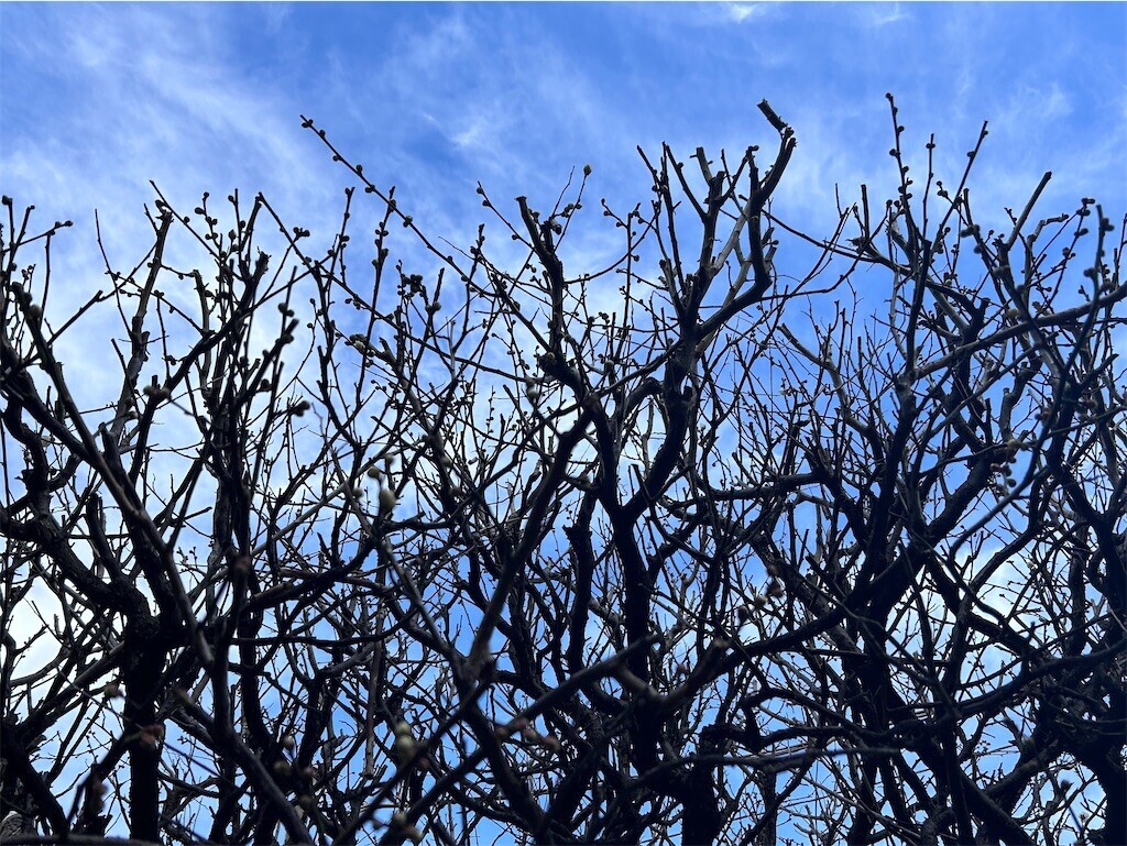 f:id:Magnoliarida:20240209082828j:image