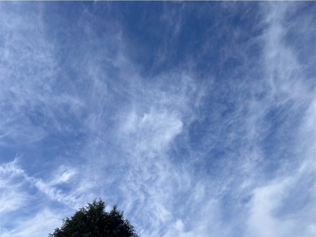 f:id:Magnoliarida:20240209082831j:image