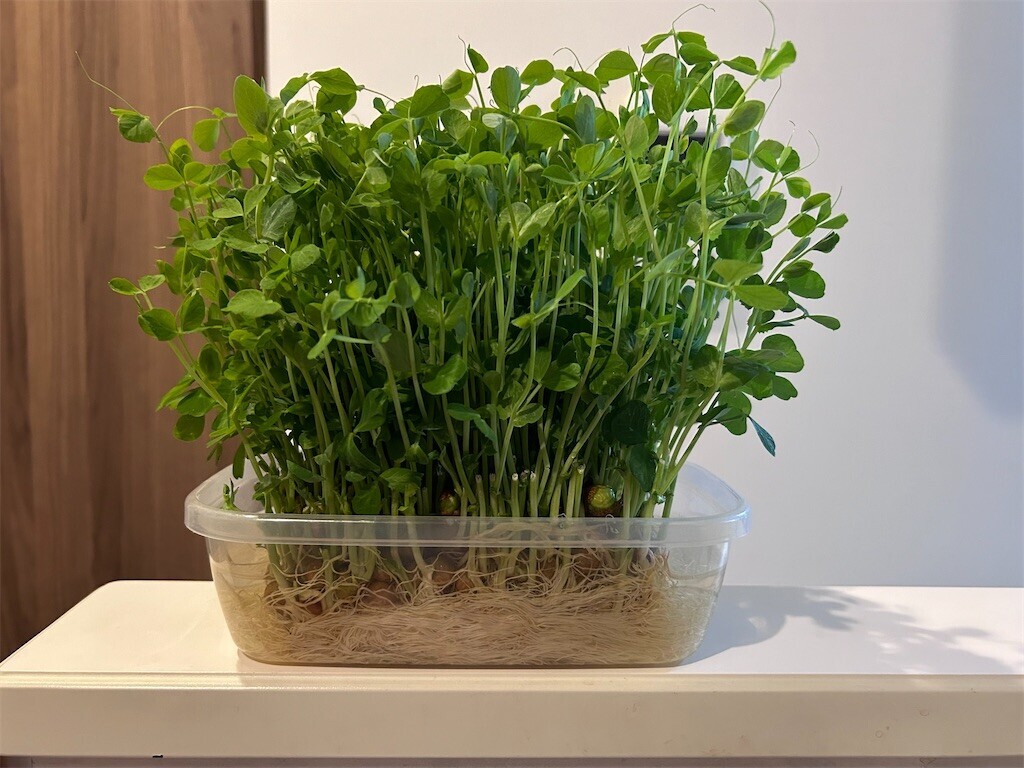 f:id:Magnoliarida:20240209082835j:image