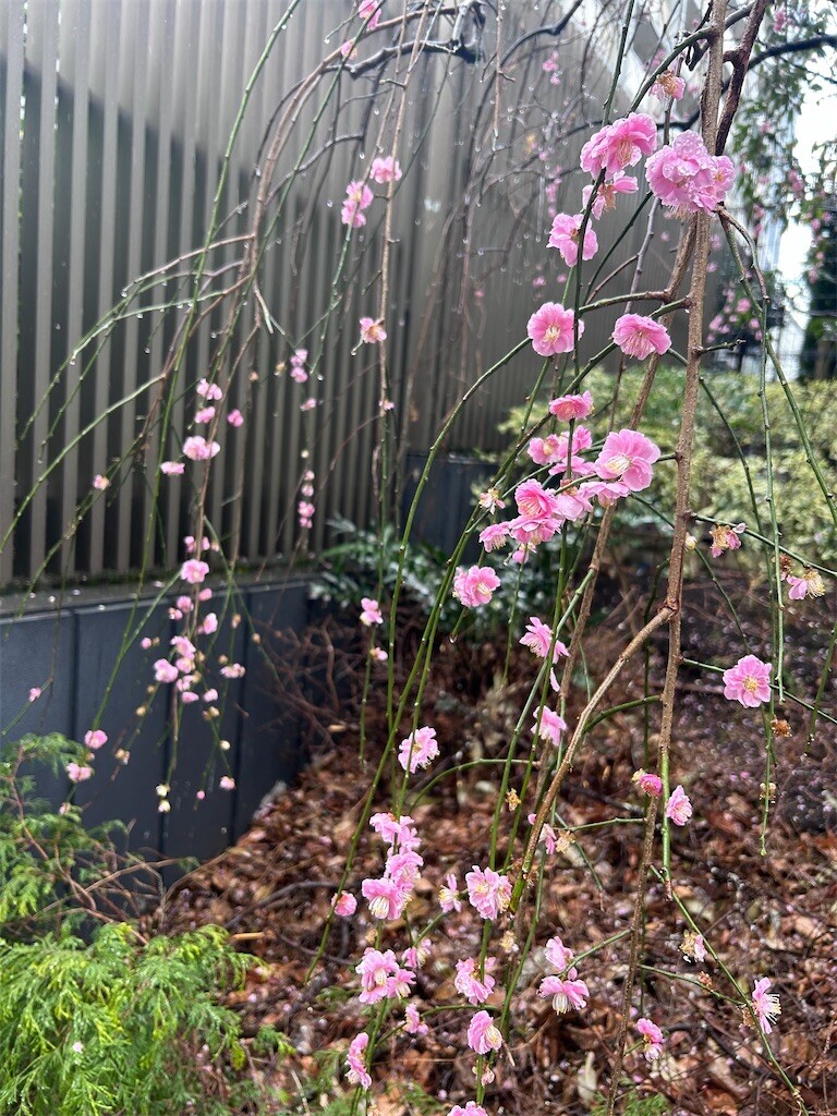 f:id:Magnoliarida:20240222073816j:image f:id:Magnoliarida:20240222073816j:image