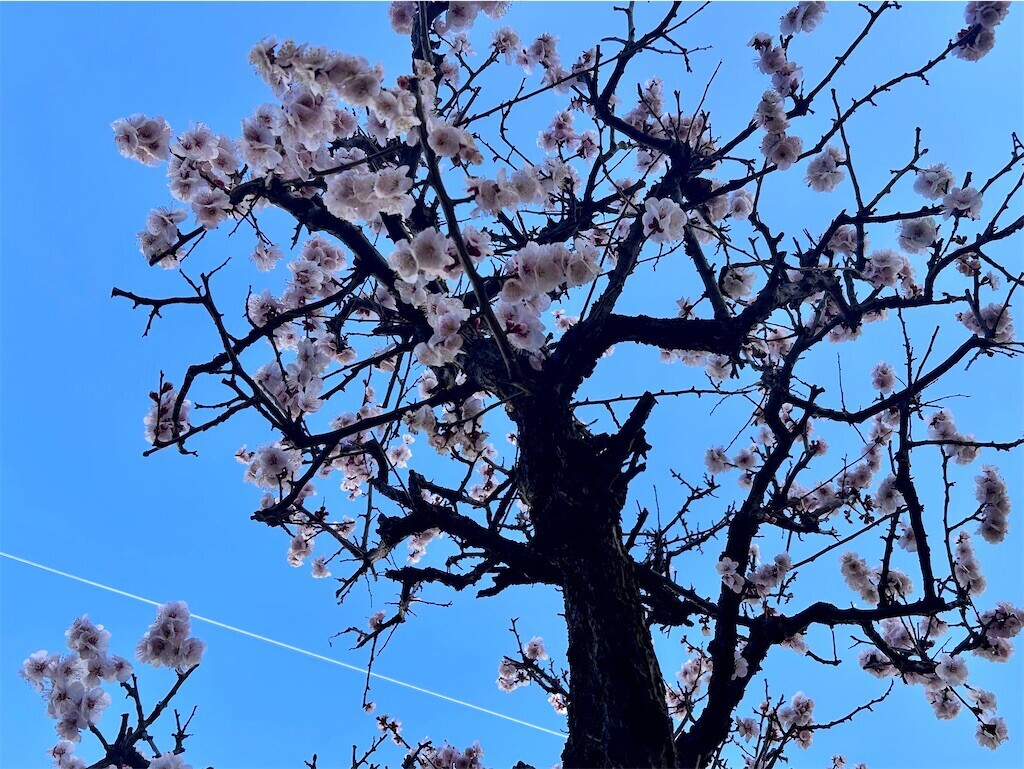 f:id:Magnoliarida:20240226082854j:image