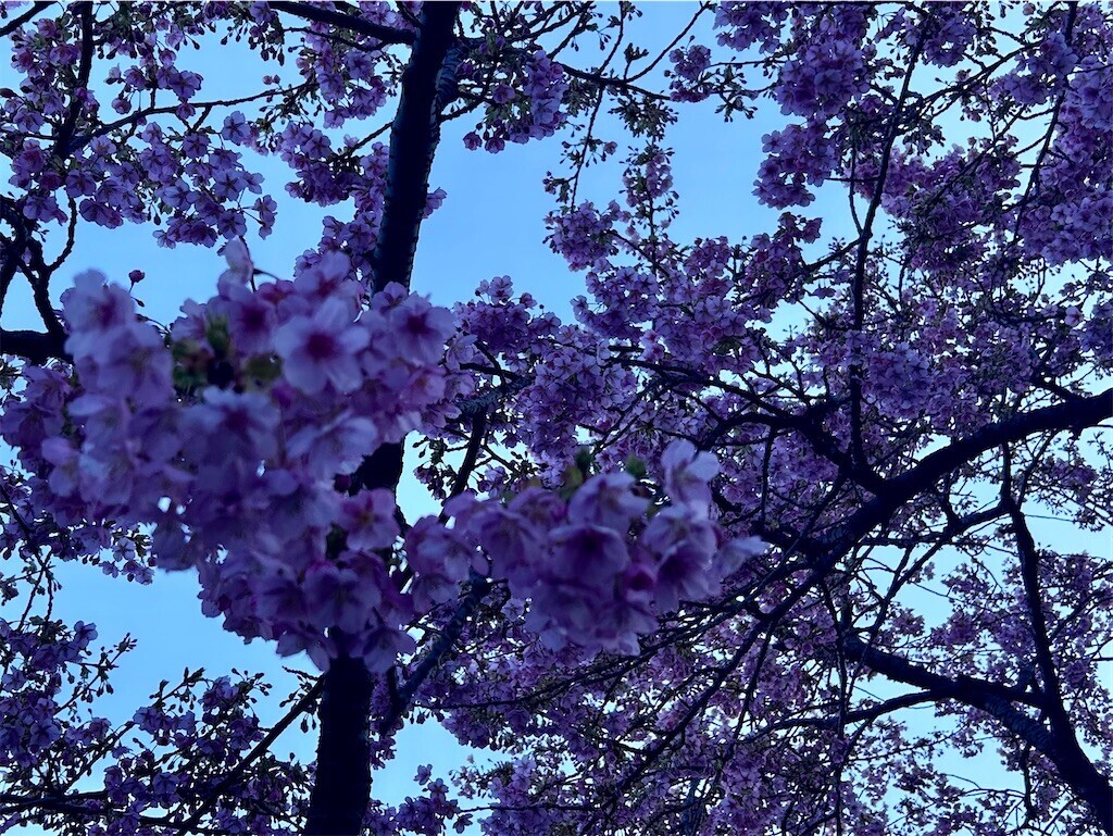 f:id:Magnoliarida:20240227083129j:image f:id:Magnoliarida:20240227083129j:image