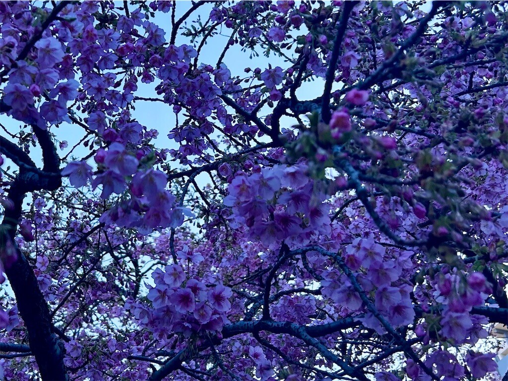 f:id:Magnoliarida:20240227083133j:image f:id:Magnoliarida:20240227083133j:image