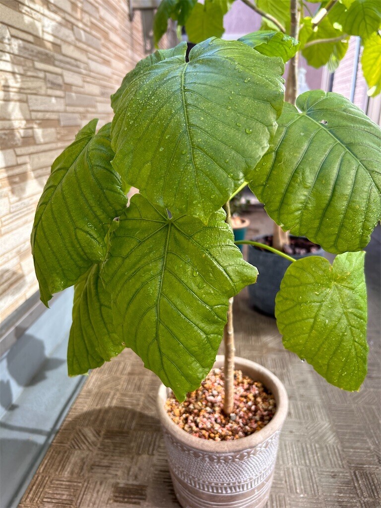 f:id:Magnoliarida:20240303101349j:image