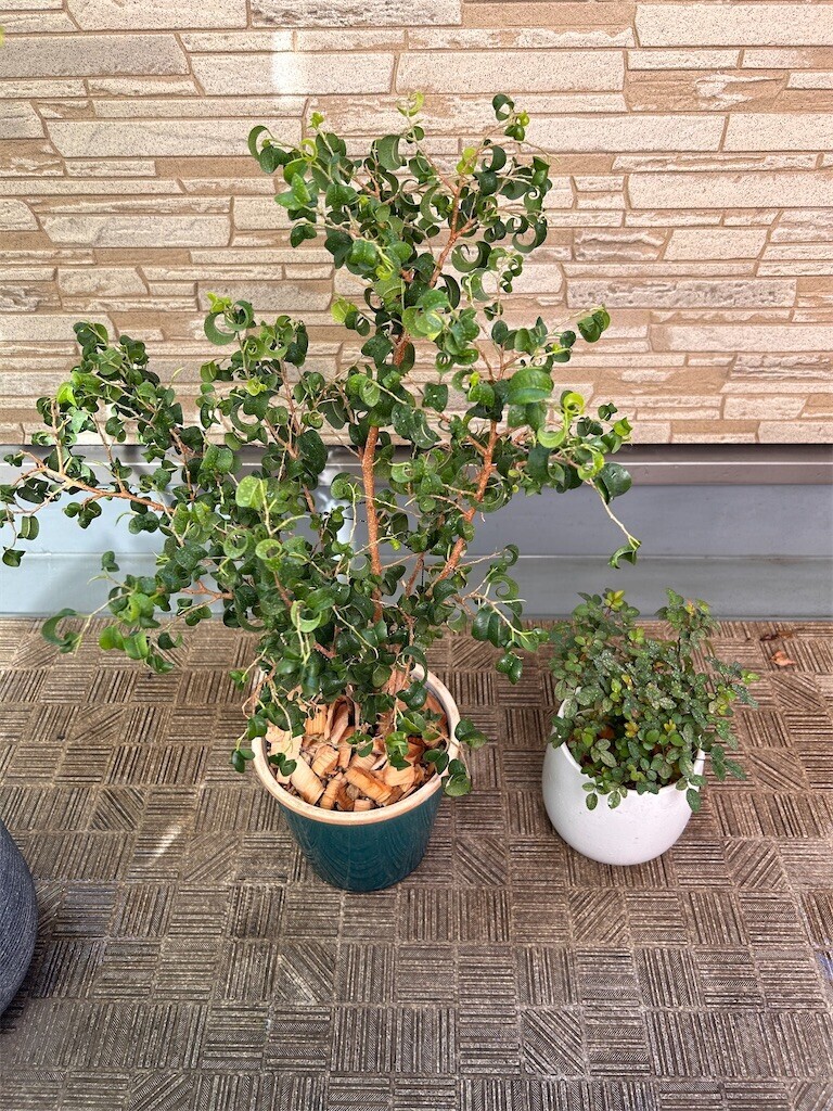 f:id:Magnoliarida:20240303101352j:image