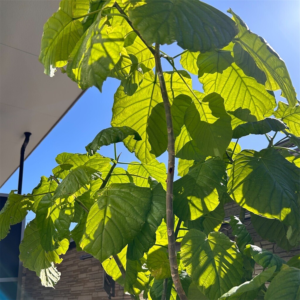 f:id:Magnoliarida:20240303101542j:image