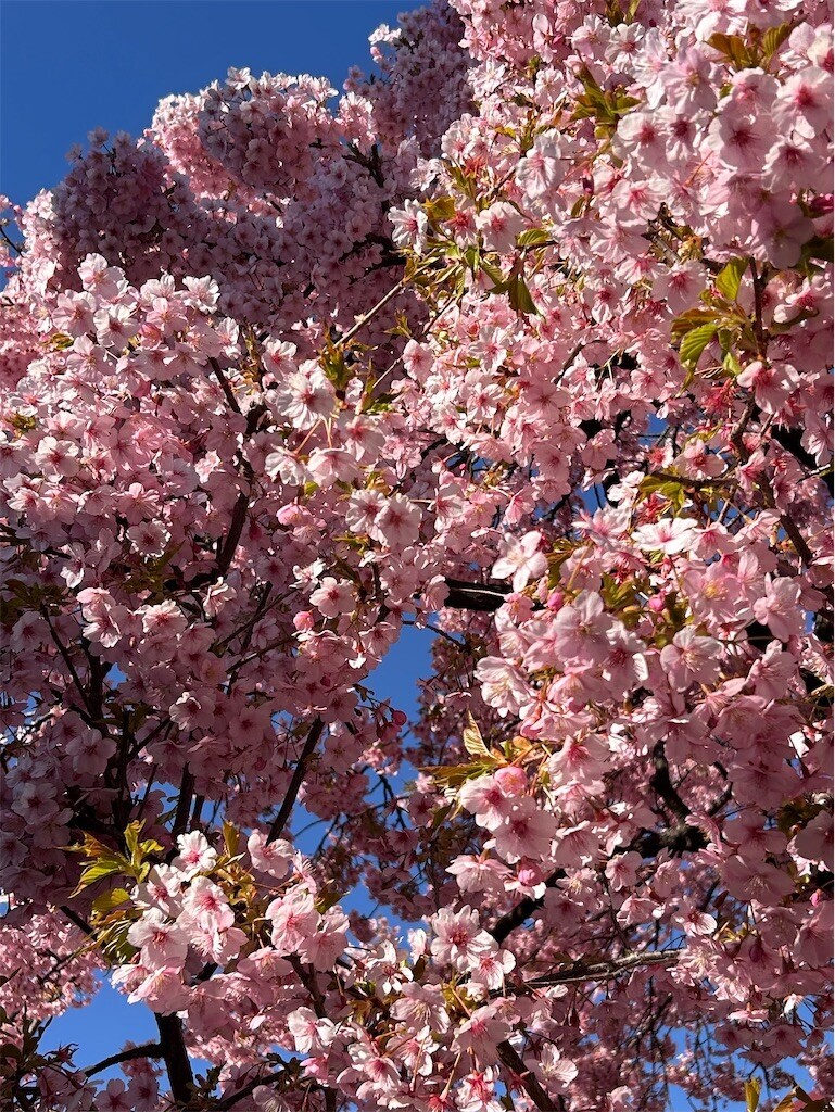 f:id:Magnoliarida:20240311084216j:image