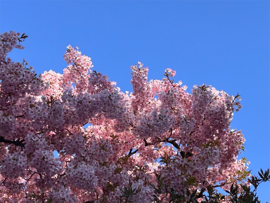 f:id:Magnoliarida:20240314083125j:image f:id:Magnoliarida:20240314083125j:image