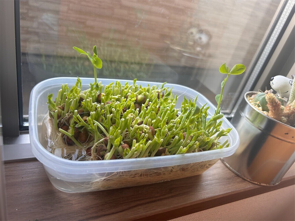 f:id:Magnoliarida:20240314083735j:image f:id:Magnoliarida:20240314083735j:image