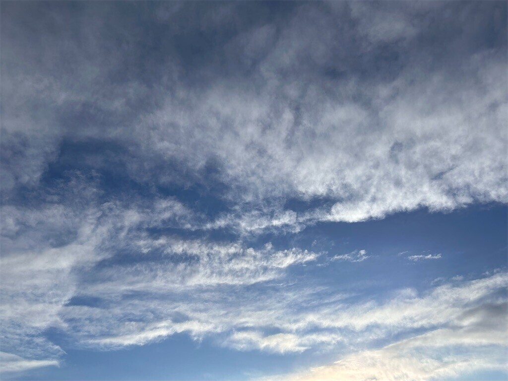 f:id:Magnoliarida:20240320180911j:image f:id:Magnoliarida:20240320180911j:image