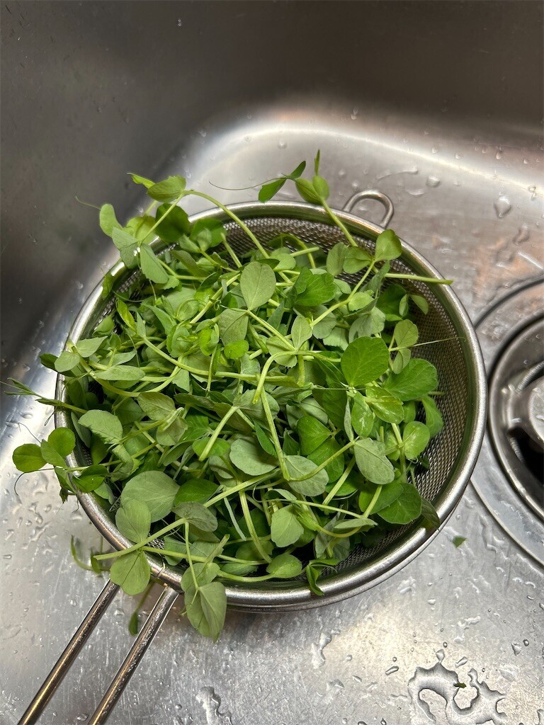 f:id:Magnoliarida:20240325083110j:image