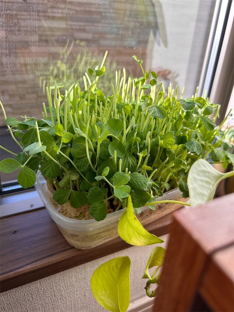 f:id:Magnoliarida:20240327072638j:image f:id:Magnoliarida:20240327072638j:image