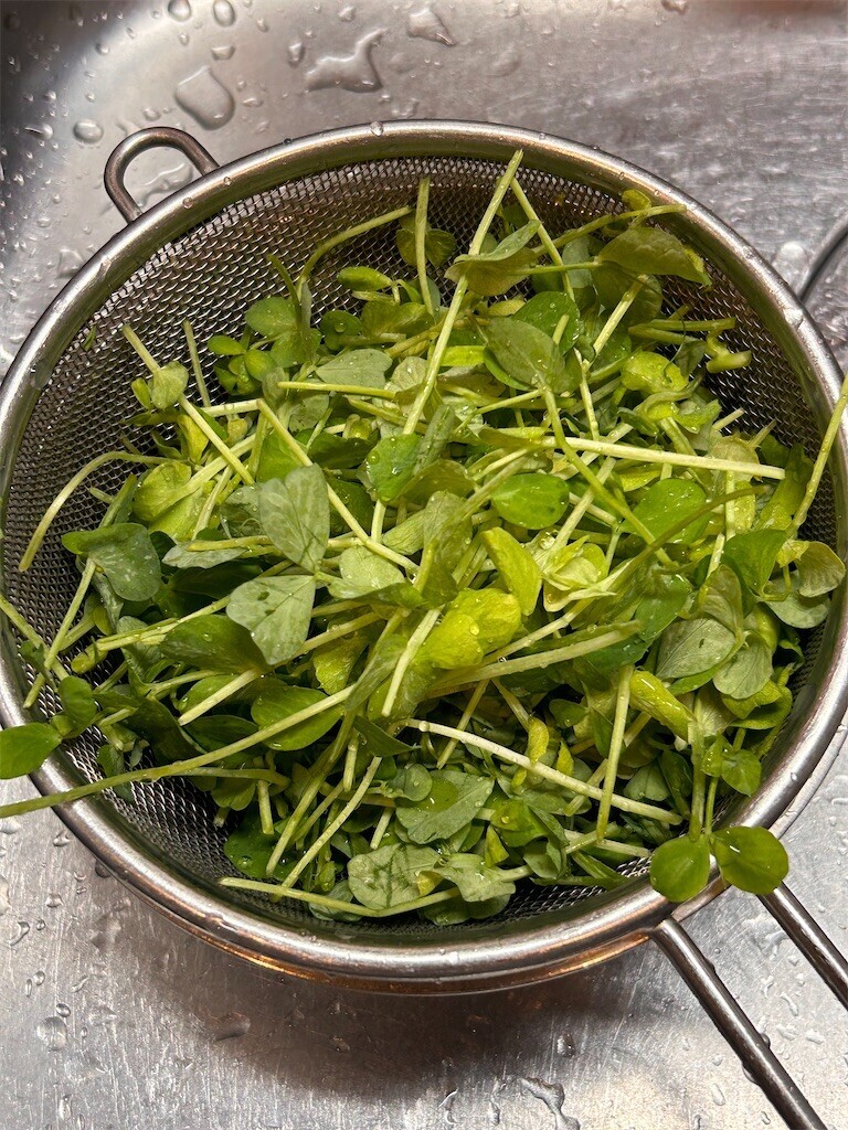 f:id:Magnoliarida:20240329084110j:image