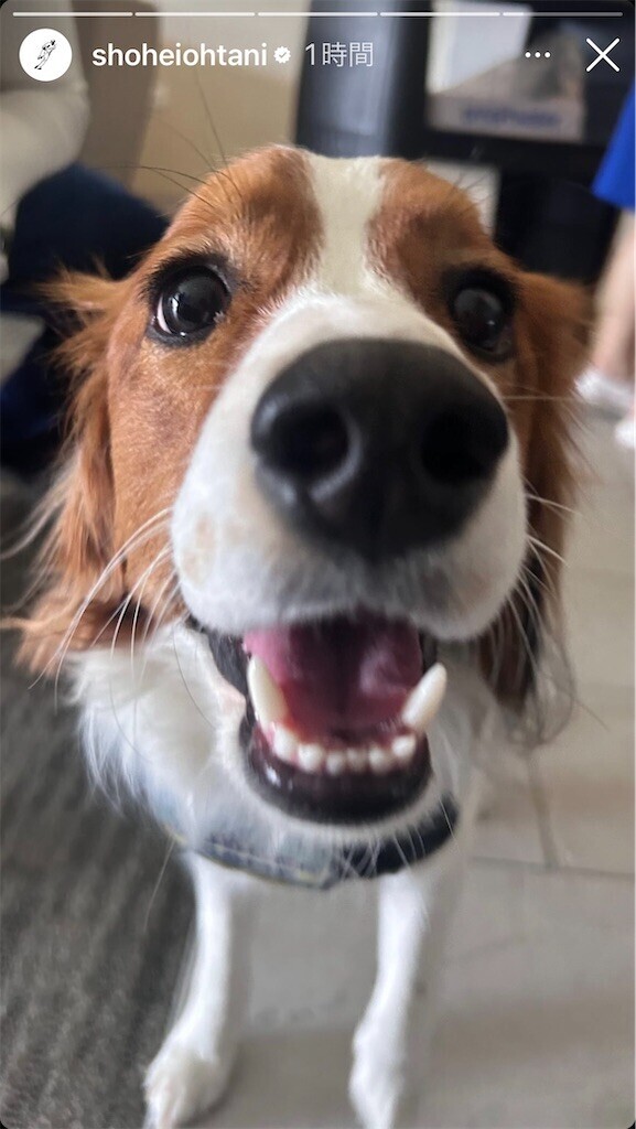 f:id:Magnoliarida:20240329194628j:image