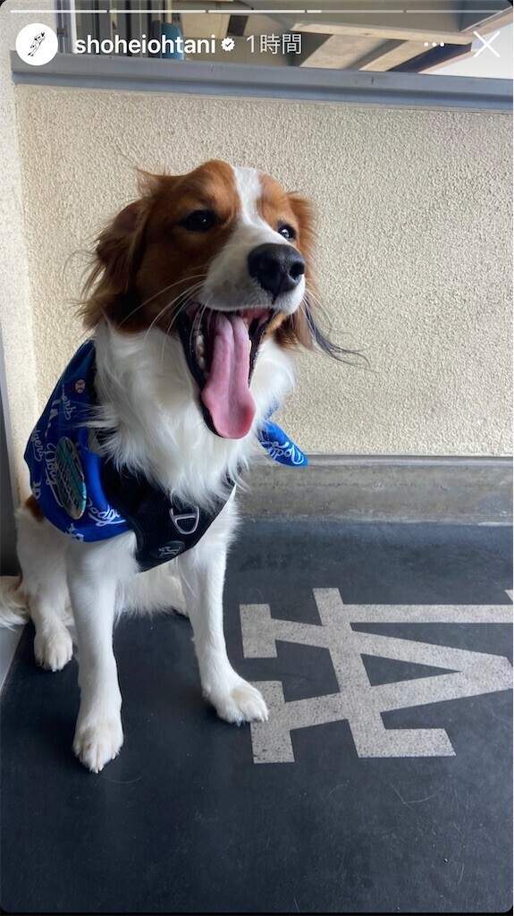 f:id:Magnoliarida:20240329194632j:image