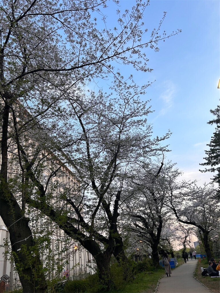 f:id:Magnoliarida:20240410183336j:image