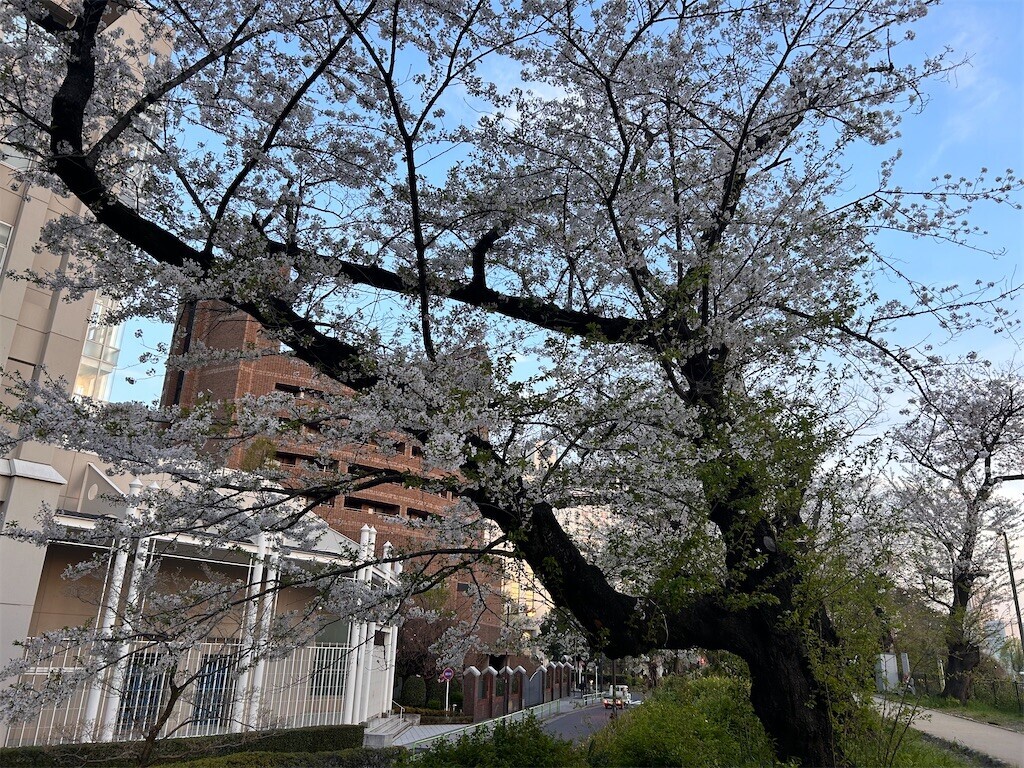 f:id:Magnoliarida:20240410183410j:image