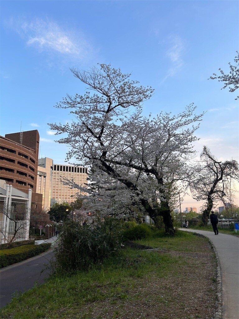 f:id:Magnoliarida:20240410183417j:image