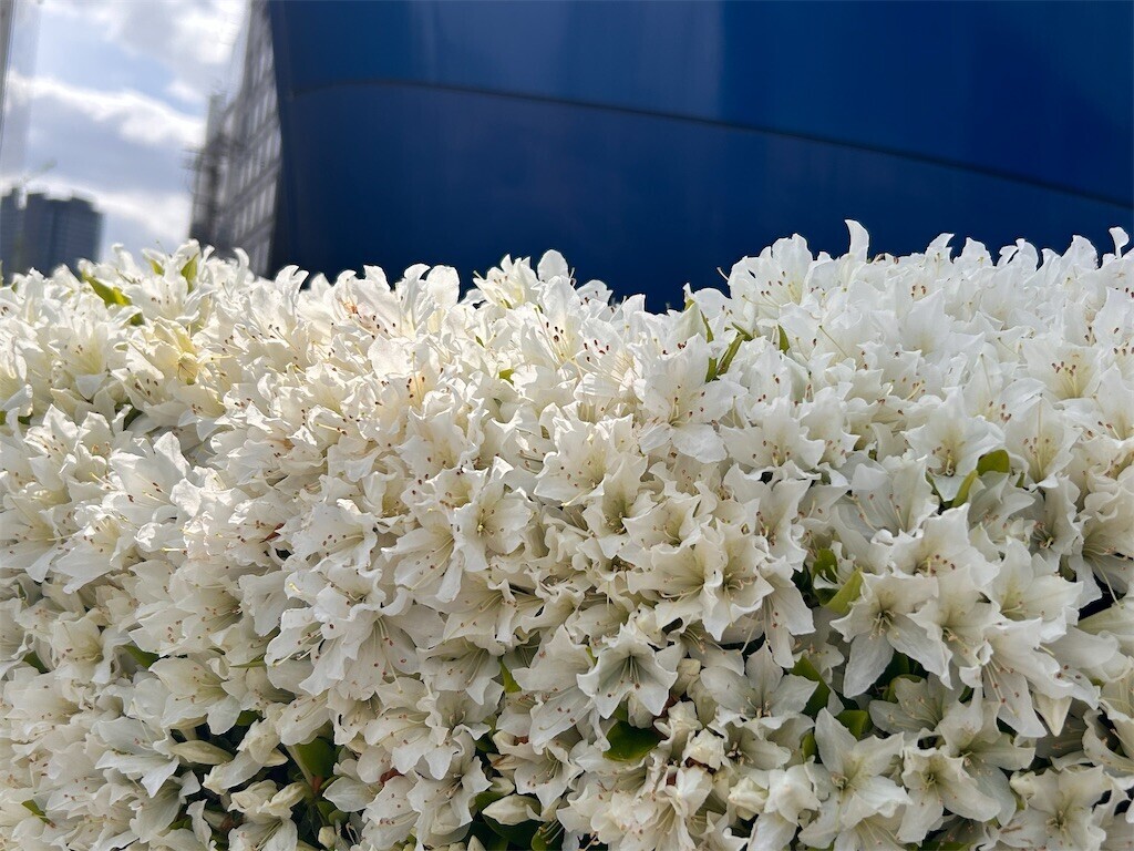 f:id:Magnoliarida:20240411132906j:image