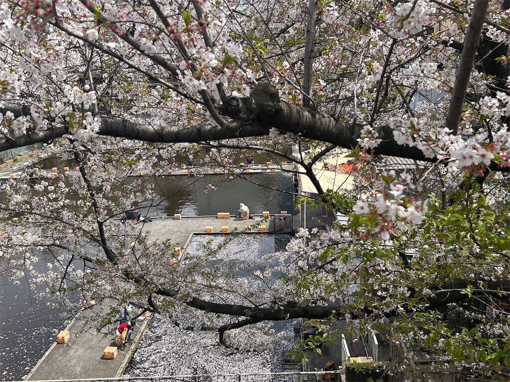 f:id:Magnoliarida:20240411133251j:image