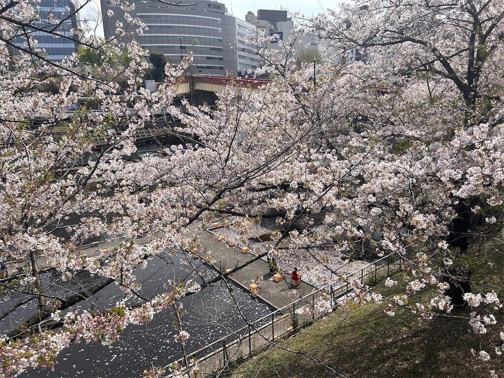 f:id:Magnoliarida:20240411133349j:image