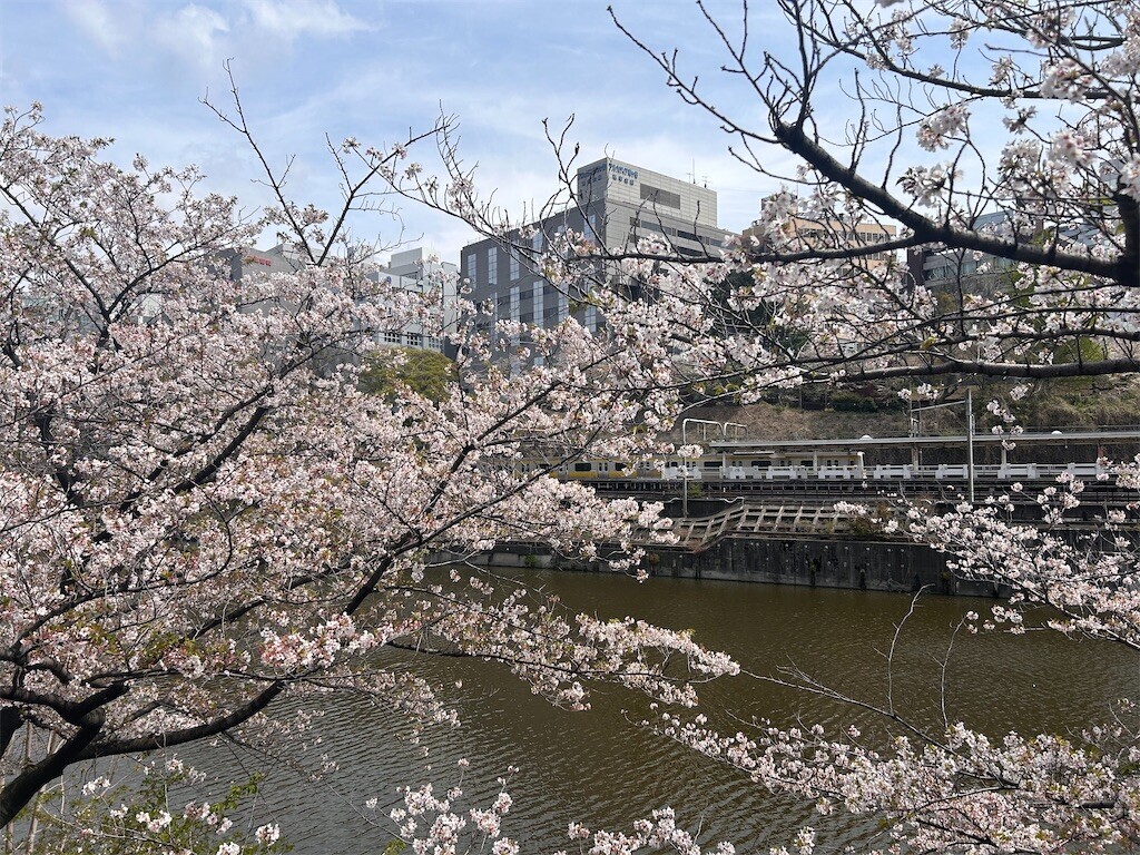 f:id:Magnoliarida:20240411133352j:image