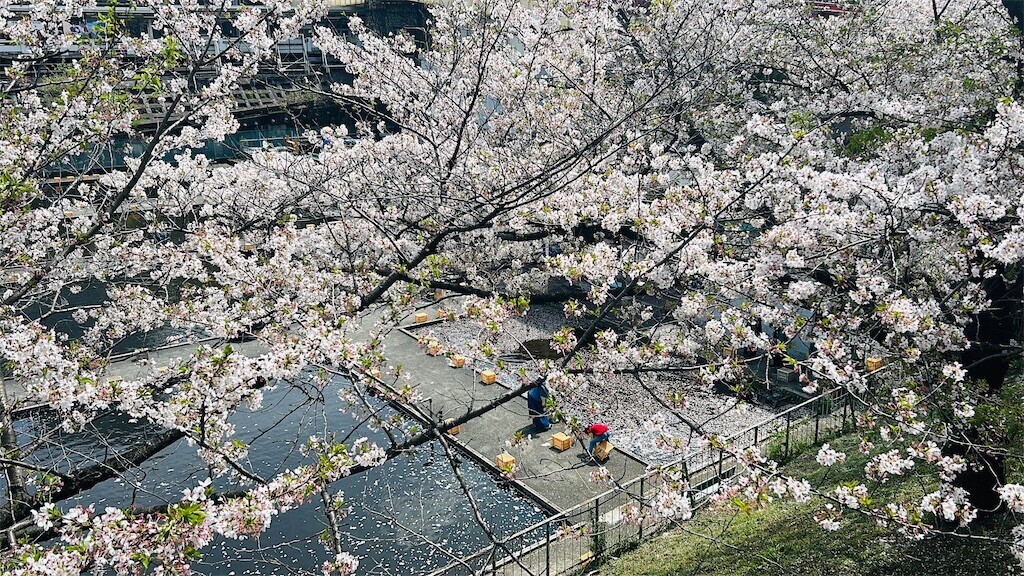 f:id:Magnoliarida:20240411133356j:image