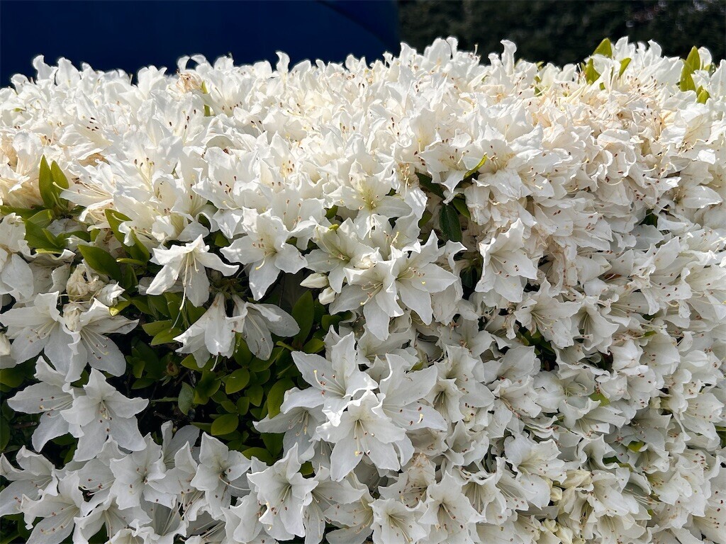 f:id:Magnoliarida:20240411133359j:image