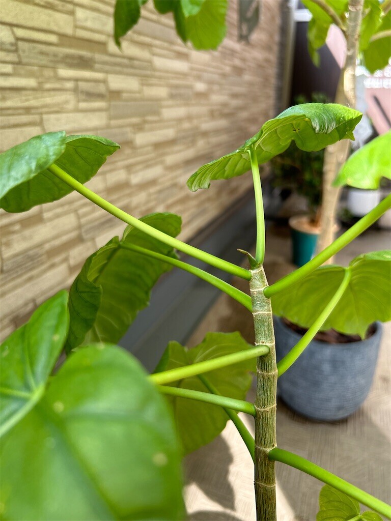 f:id:Magnoliarida:20240428083009j:image