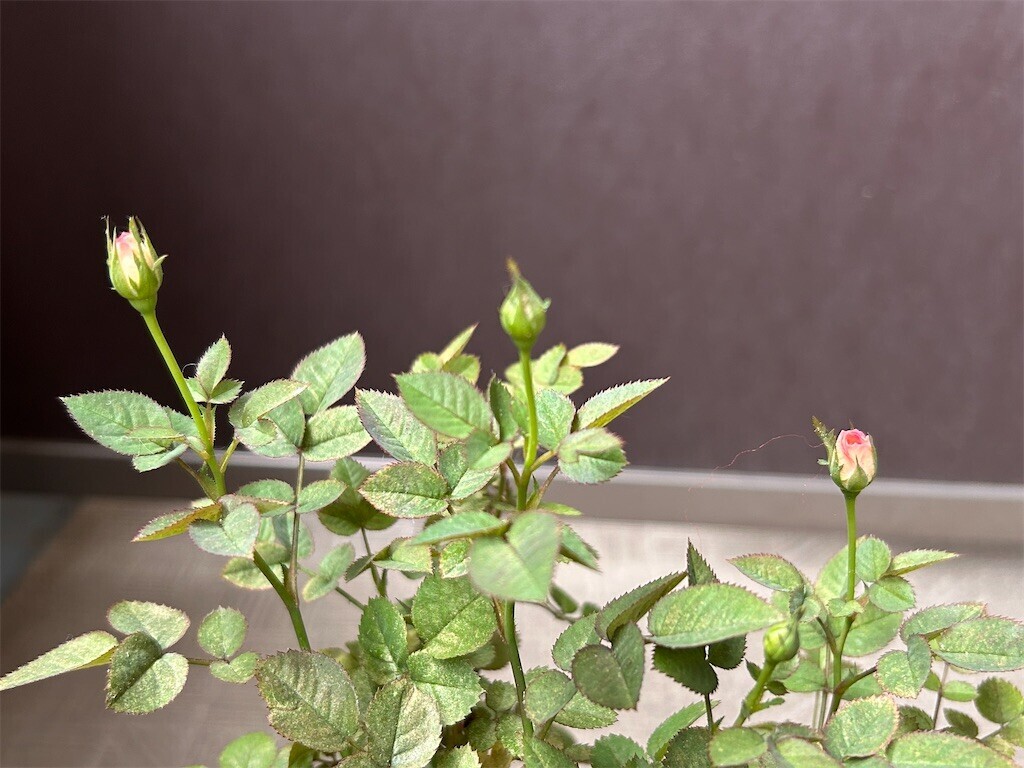 f:id:Magnoliarida:20240430090010j:image