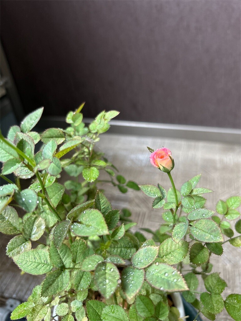 f:id:Magnoliarida:20240501110537j:image