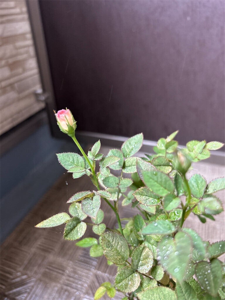 f:id:Magnoliarida:20240501110540j:image