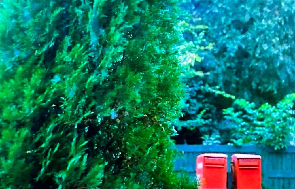 f:id:Magnoliarida:20240502234945j:image f:id:Magnoliarida:20240502234945j:image