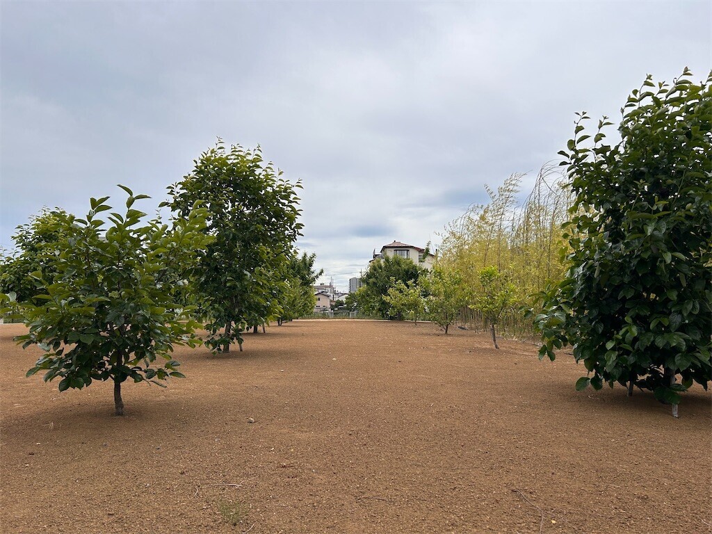 f:id:Magnoliarida:20240512202519j:image