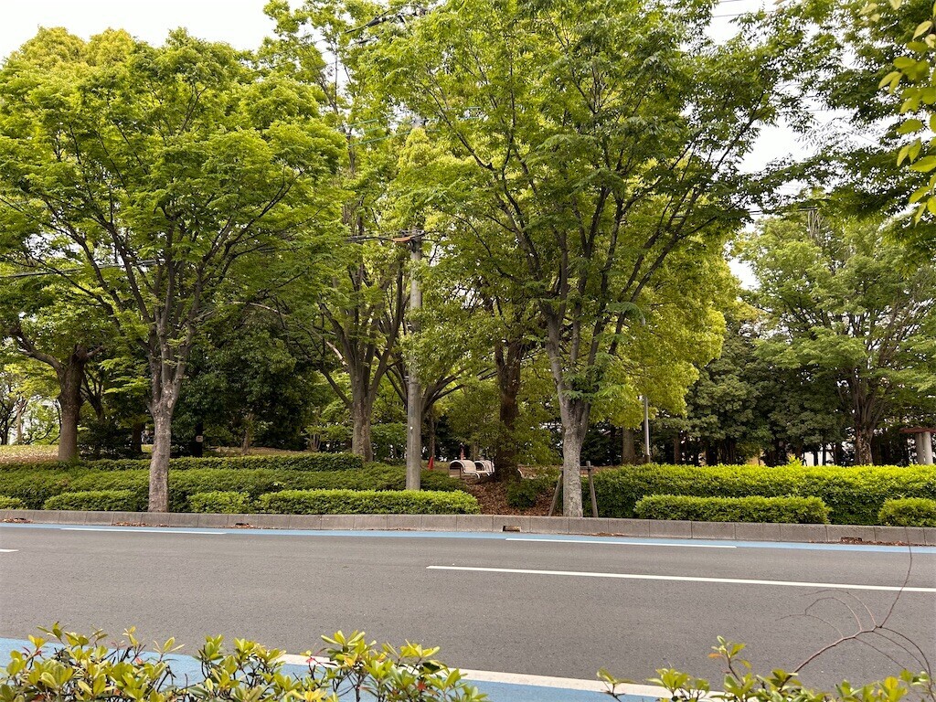 f:id:Magnoliarida:20240512202529j:image