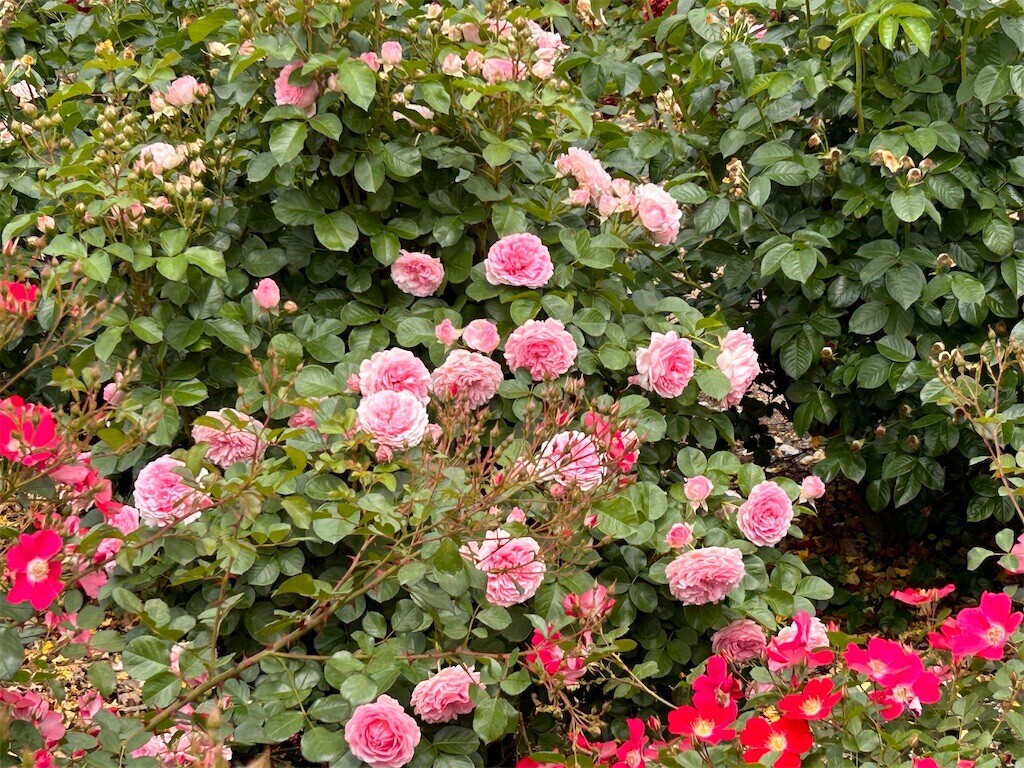 f:id:Magnoliarida:20240512202728j:image