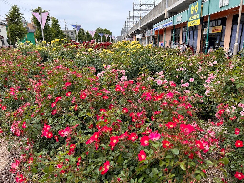 f:id:Magnoliarida:20240512202734j:image