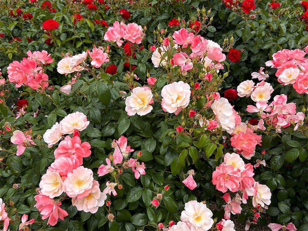 f:id:Magnoliarida:20240512202748j:image
