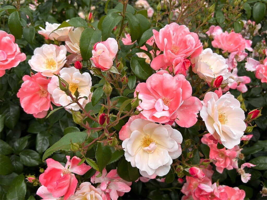 f:id:Magnoliarida:20240512202751j:image