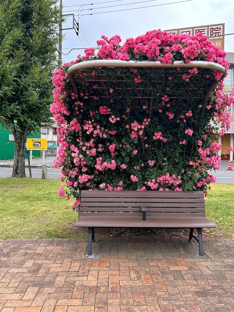 f:id:Magnoliarida:20240512202756j:image