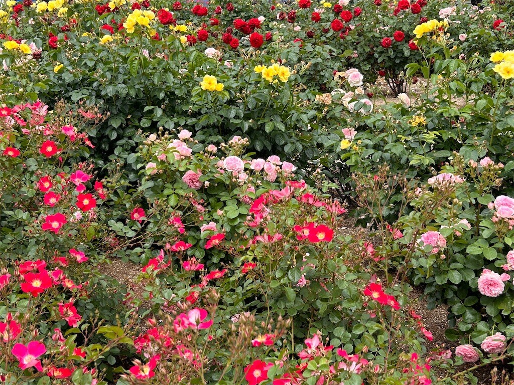 f:id:Magnoliarida:20240512202805j:image